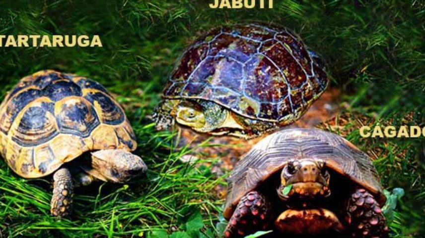 Tartarugas, jabutis e cágados: muitas pessoas confundem esses répteis porque todos possuem casco e se locomovem lentamente. Porém, pertencem a grupos diferentes dentro da ordem Testudines. As principais diferenças estão no habitat, na alimentação e no formato do casco.