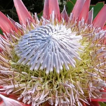 Protea cynaroides, flor símbolo da África do Sul