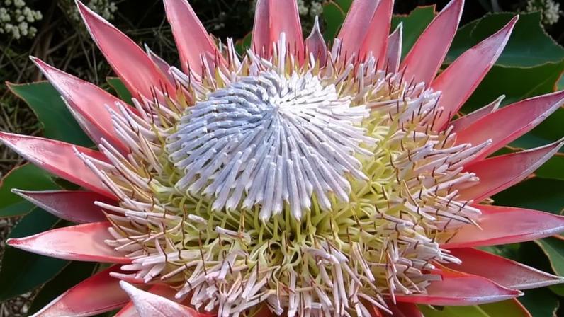 Protea cynaroides, flor símbolo da África do Sul