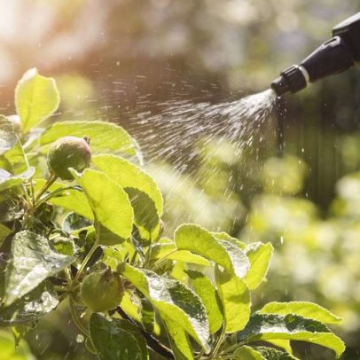 Estudos analisam relação entre pesticidas e câncer intestinal menores de 50
