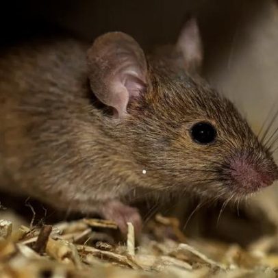 Casos de hantavírus levantam dúvidas sobre a doença