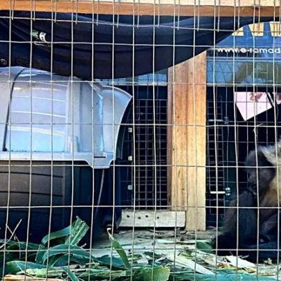 Polícia Ambiental autua morador por manter macaco-prego em cativeiro no interior do RS