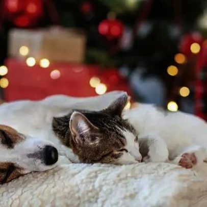 Sono excessivo em pets: quando é sinal de alerta