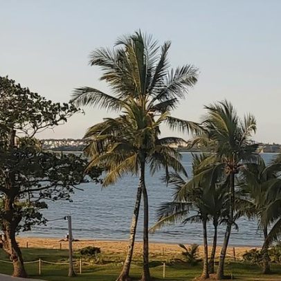 Coqueiros, símbolo das regiões tropicais, tornam-se cartão-postal mundial