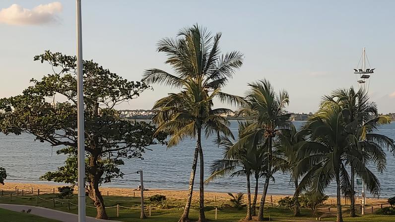 Coqueiros, símbolo das regiões tropicais, tornam-se cartão-postal mundial