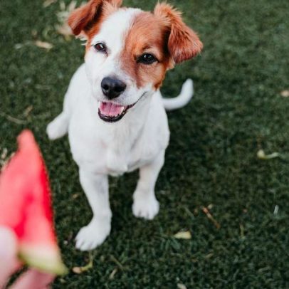 Cachorros podem comer fruta? Saiba o que é seguro e o que evitar.