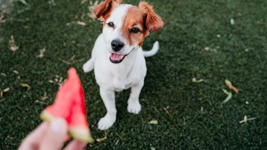 Veja quais frutas você pode dar ao seu cachorro e quais são proibidas