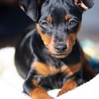 Pinscher e chihuahua: 8 características que diferenciam as raças