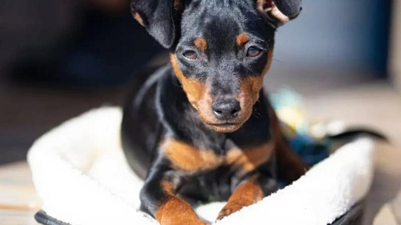 O pinscher e o chihuahua são cachorros de raças diferentes