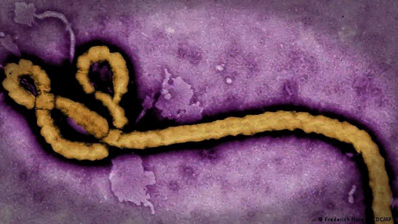 Há seis cepas do vírus do ebola