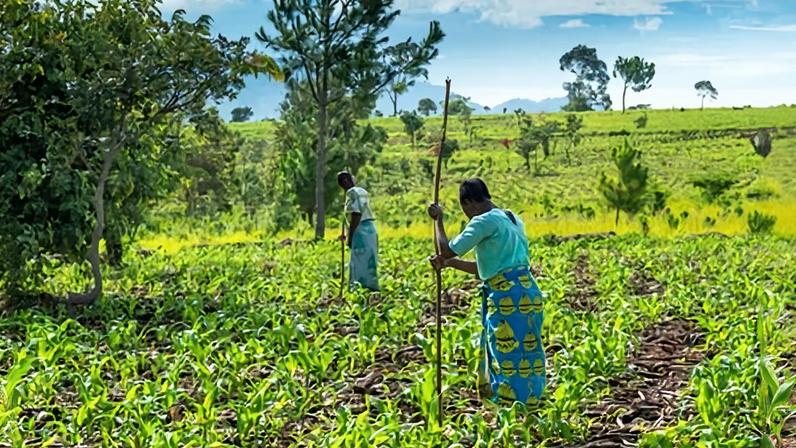 Guerra no Irã pode causar escassez de alimentos na África, diz fabricante