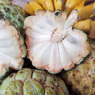 Fruta-do-conde: sabor cremoso e benefícios que tornam opção saudável