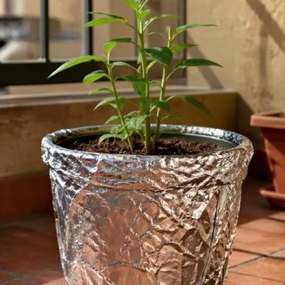 Papel alumínio em vasos de plantas vale a pena? especialistas explicam
