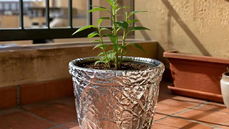Papel alumínio em vasos de plantas vale a pena? especialistas explicam