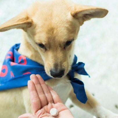 Colesterol alto em cães e gatos pode indicar doenças ocultas