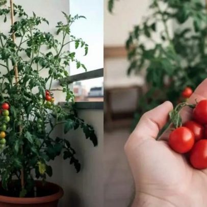 Tomate-cereja é a opção ideal para horta caseira