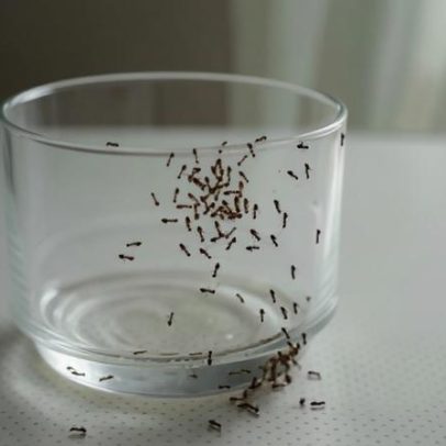 Especiaria na bancada afasta formigas da comida