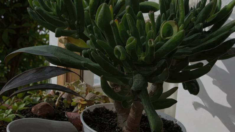 A suculenta mais divertida e resistente para cultivar em casa -
