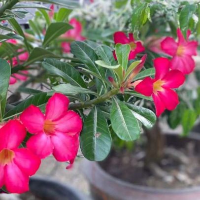 Técnica pouco conhecida acelera florescimento da rosa-do-deserto