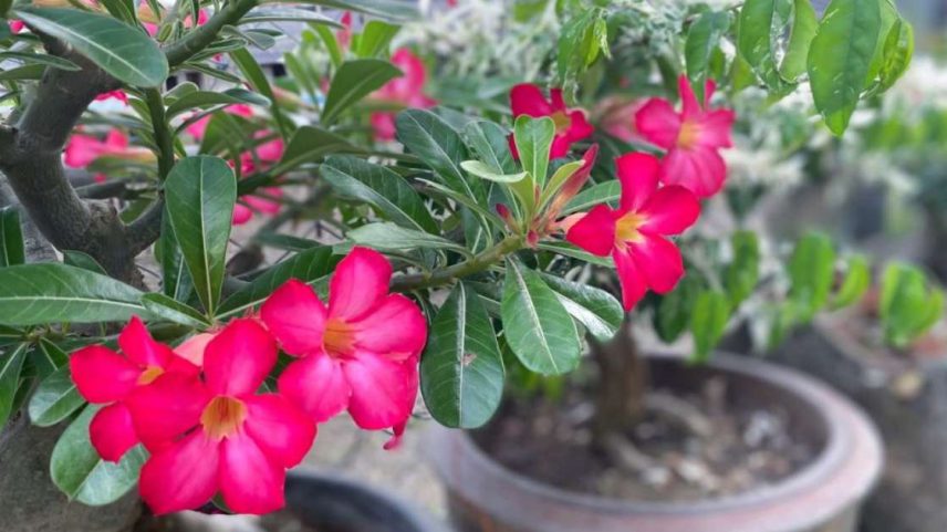 Técnica pouco conhecida acelera florescimento da rosa-do-deserto