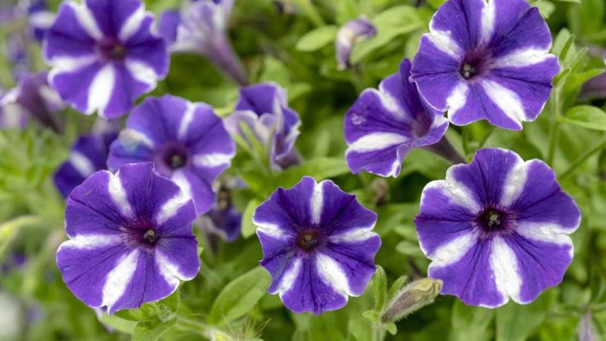 Petúnia conquista jardins com cores vibrantes e facilidade