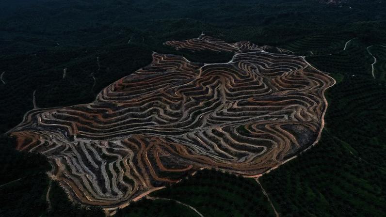 Plantações de óleo de palma são, por vezes, consideradas uma solução climática, uma vez que o óleo pode ser transformado em biocombustível, mas projetos substituem sistemas alimentares locais por fazendas de escala industrial com altas emissões. mngthm / shutterstock