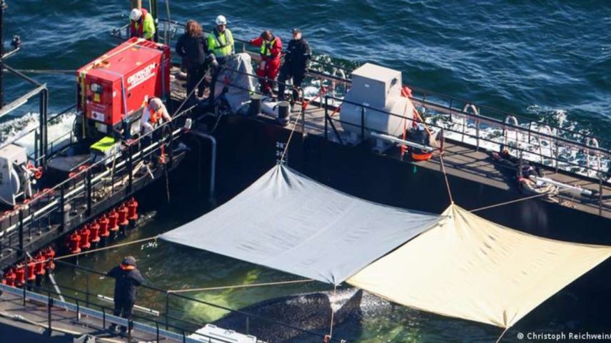Equipe teria usado cordas para puxar baleia pela calda