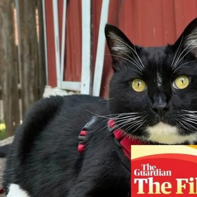 Como e por que passeio meu gato na coleira como se fosse um cão
