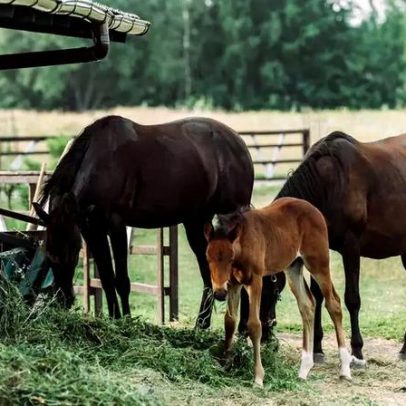 Sincronismo cardíaco entre humanos e cavalos explicado pela ciência