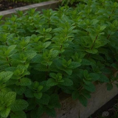 Diferença entre hortelã e hortelã-pimenta e seus impactos na saúde, segundo a avó