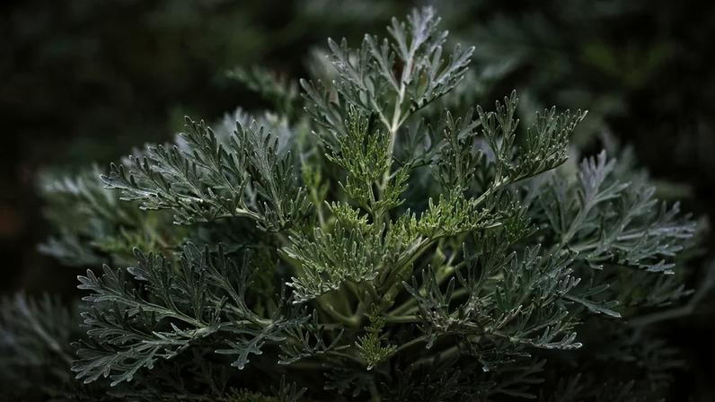 Entenda os possíveis benefícios da losna, como preparar o chá e quais são os riscos e contraindicações da planta medicinal