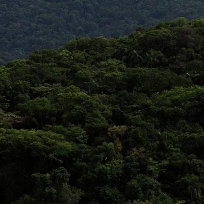 Desmatamento na Mata Atlântica atinge menor nível histórico