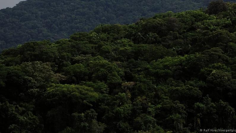 Da cobertura original total da Mata Atlântica restam hoje cerca de 24%