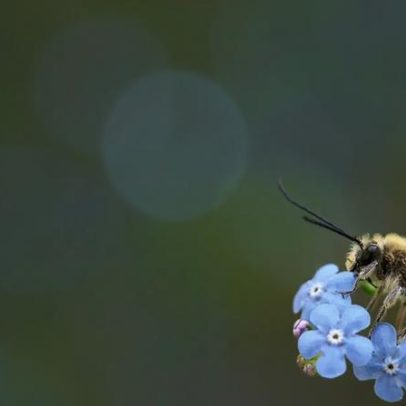 Extinção em massa de insetos pode impactar economia