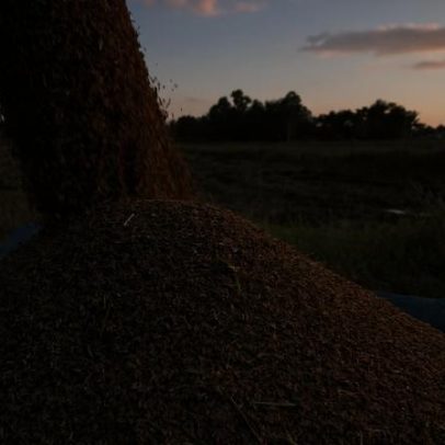 Arroz asiático sobe 20% em maio com guerras e clima ameaçando produção