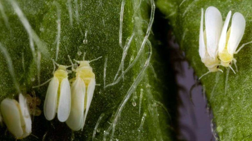 Entre as novas alternativas promissoras para reduzir o uso de pesticidas sintéticos na agricultura estão os biopesticidas, que agregam o uso de óleos essenciais e nanotecnologia para causar menor impacto ambiental e menor risco à saúde.