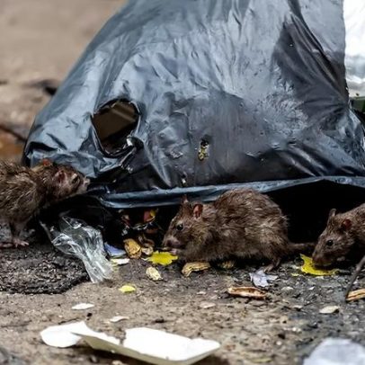 Cinco zoonoses transmitidas por ratos e formas de prevenção