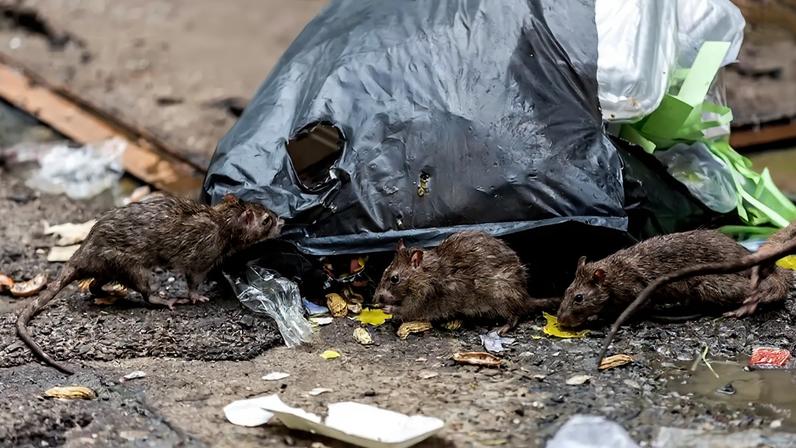 Três ratos marrons em uma rua suja, comendo restos de comida perto de um saco de lixo preto rasgado e outros detritos