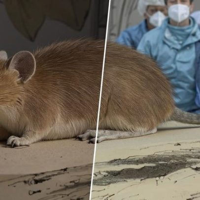 Hantavírus: o papel de um pequeno rato sul-americano