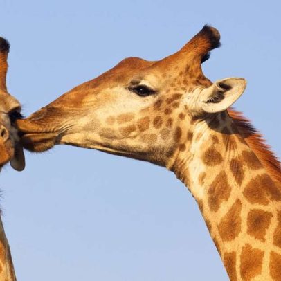 Por que inclinamos a cabeça ao beijar? Neurociência da lateralidade