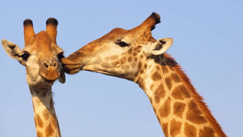 Girafas se beijam – depositphotos.com / zambezi