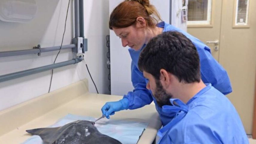 O sangue dos animais foi retirado de forma não letal, processado em laboratório e analisado.
