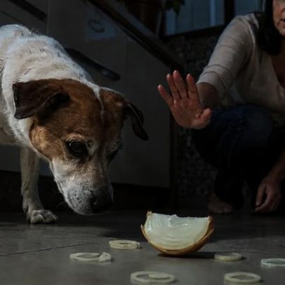 Cebola faz mal para cães: entenda os riscos e sintomas