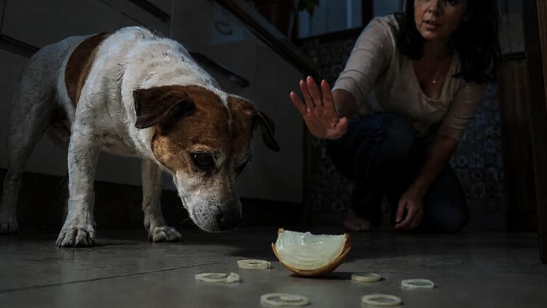 Cebola faz mal para cães: entenda os riscos e sintomas