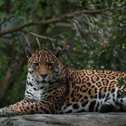 Estudo sugere ligação entre colonização e manejo da vida selvagem no Brasil