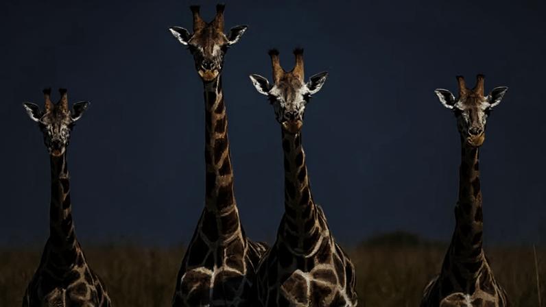 A girafa impressiona pelo pescoço longo, uma de suas características mais marcantes. Além disso, diferenças entre machos e fêmeas revelam curiosidades que tornam o animal ainda mais fascinante.