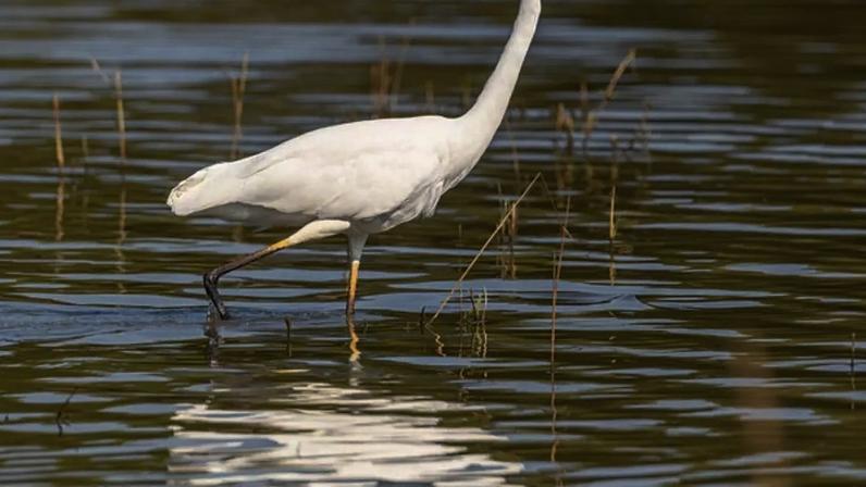 Elegantes e amplamente distribuídas pelo mundo, as garças vivem principalmente em ambientes úmidos, como manguezais, rios, brejos e lagoas. Essas aves pertencem à família Ardeidae, que também inclui espécies conhecidas como garcetas, socós e savacus.