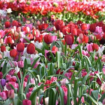 Tulipas encantam pela beleza e pelo simbolismo em exposição