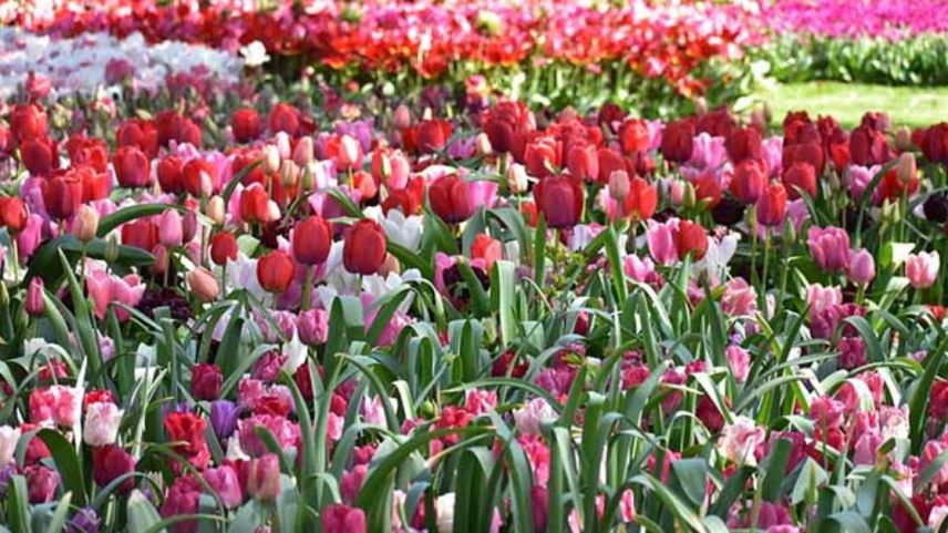 Tulipas encantam pela beleza e pelo simbolismo em exposição