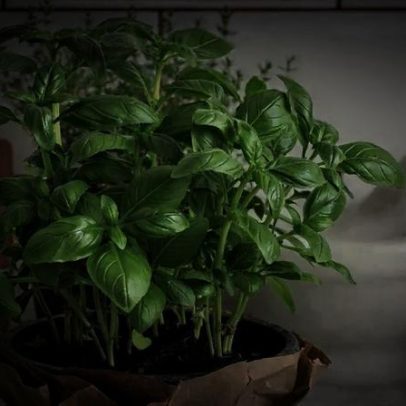 Como cortar folhas de manjericão sem danificar a planta para uso na cozinha